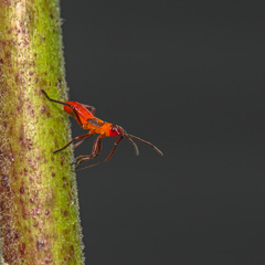 Oncopeltus fasciatus