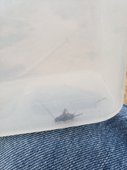 Allonemobius fasciatus