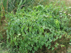 Convolvulus