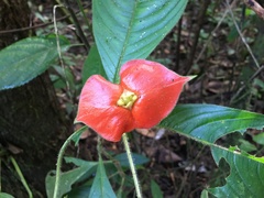Palicourea tomentosa