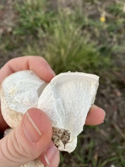 Lycoperdaceae
