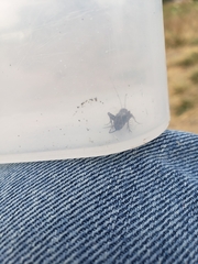 Allonemobius fasciatus