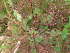Alisma