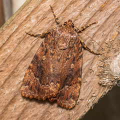 Amphipyra pyramidoides