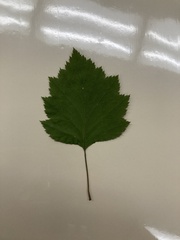 Crataegus mollis