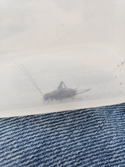 Allonemobius fasciatus