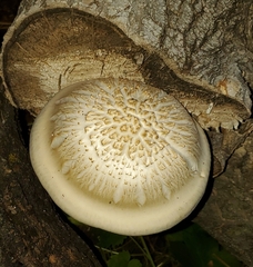 Neolentinus lepideus