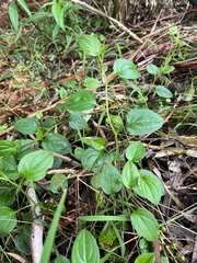 Hackelia latifolia