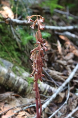 Corallorhiza maculata occidentalis
