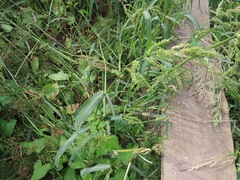 Echinochloa crus-galli