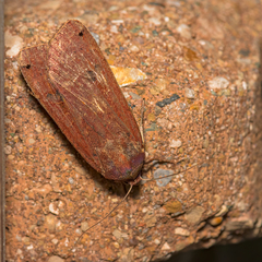 Noctua pronuba