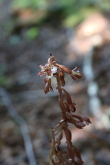 Corallorhiza maculata occidentalis