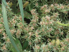 Gnaphalium uliginosum