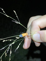 Chauliognathus profundus