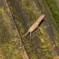 Fissicrambus mutabilis