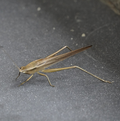 Neoconocephalus triops