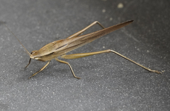 Neoconocephalus triops