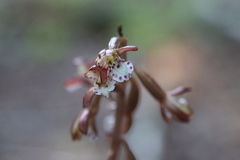 Corallorhiza maculata occidentalis