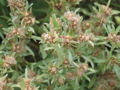 Gnaphalium uliginosum