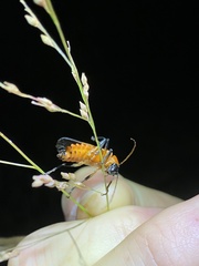 Chauliognathus profundus