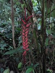 Heliconia harlingii