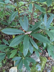 Rhododendron maximum