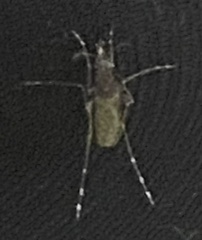 Culicinae
