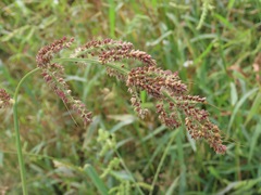 Echinochloa crus-galli