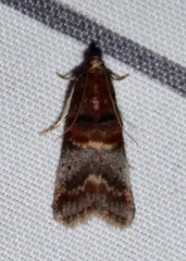 Acrobasis angusella