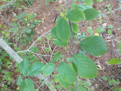 Frangula alnus