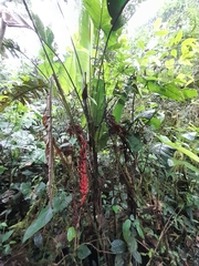 Heliconia harlingii