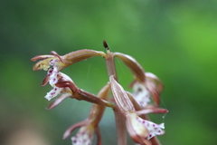 Corallorhiza maculata occidentalis