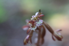 Corallorhiza maculata occidentalis