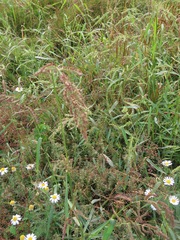 Echinochloa crus-galli