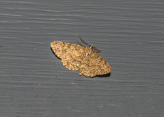Protoboarmia porcelaria