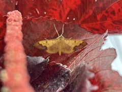 Meroctena
