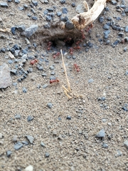 Pogonomyrmex occidentalis