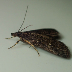 Dolicharthria