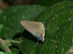 Calycopis isobeon