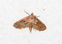 Parapoynx obscuralis