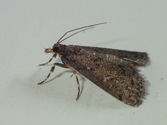 Dolicharthria