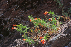 Epilobium canum garrettii