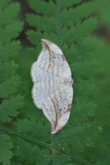 Drepana arcuata