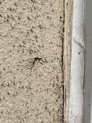 Latrodectus geometricus