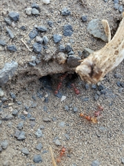 Pogonomyrmex occidentalis