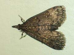 Dolicharthria