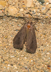 Acrolophus propinqua