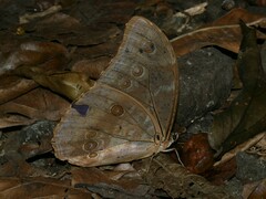 Morpho menelaus