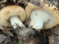 Lactarius torminosus