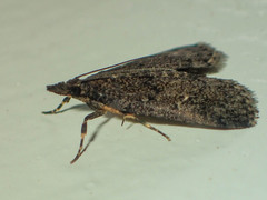 Dolicharthria
